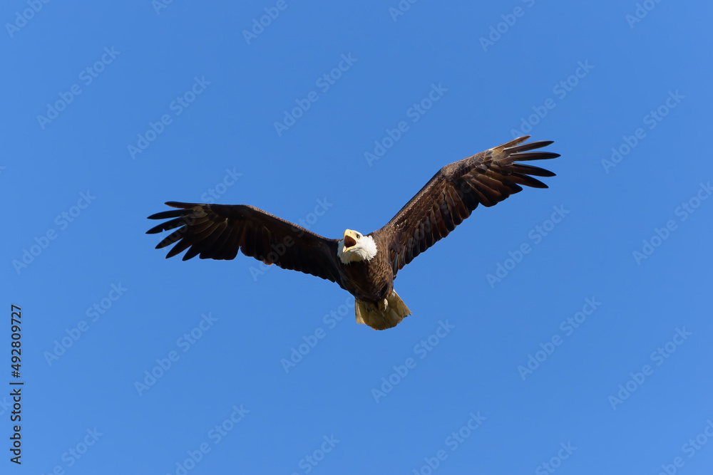 Naklejka premium American Bald Eagle in flight, wings spread, mouth open