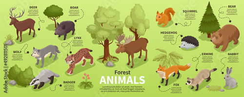 Forest Animals Isometric Infographics