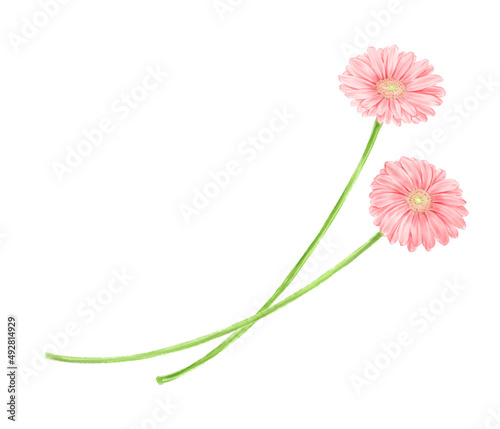 Canvas-taulu Pink gerbera frame drawn in digital watercolor