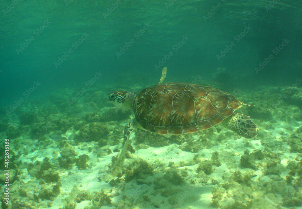 sea turtle , caribbean sea , Curacao island