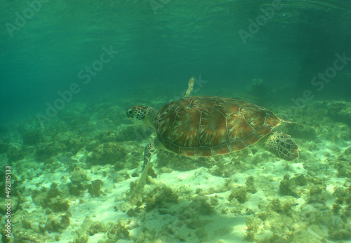sea turtle , caribbean sea , Curacao island