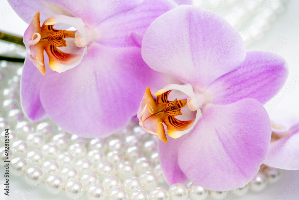pearl and purple orchid on a white glas
pearl and purple orchid on a white glas