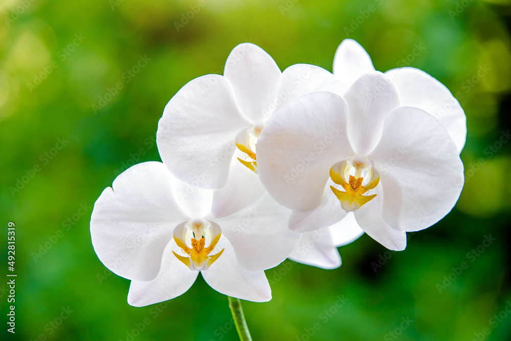 Obraz premium White Orchid branch on green natural background 