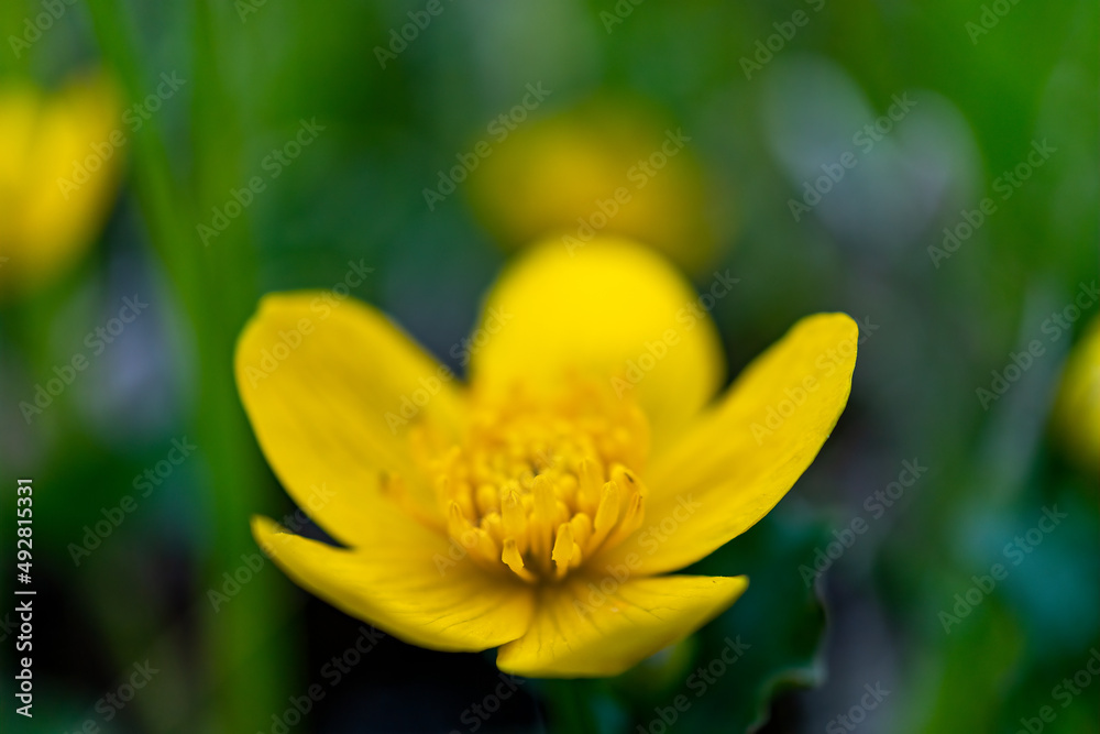 close up of marsh marigold