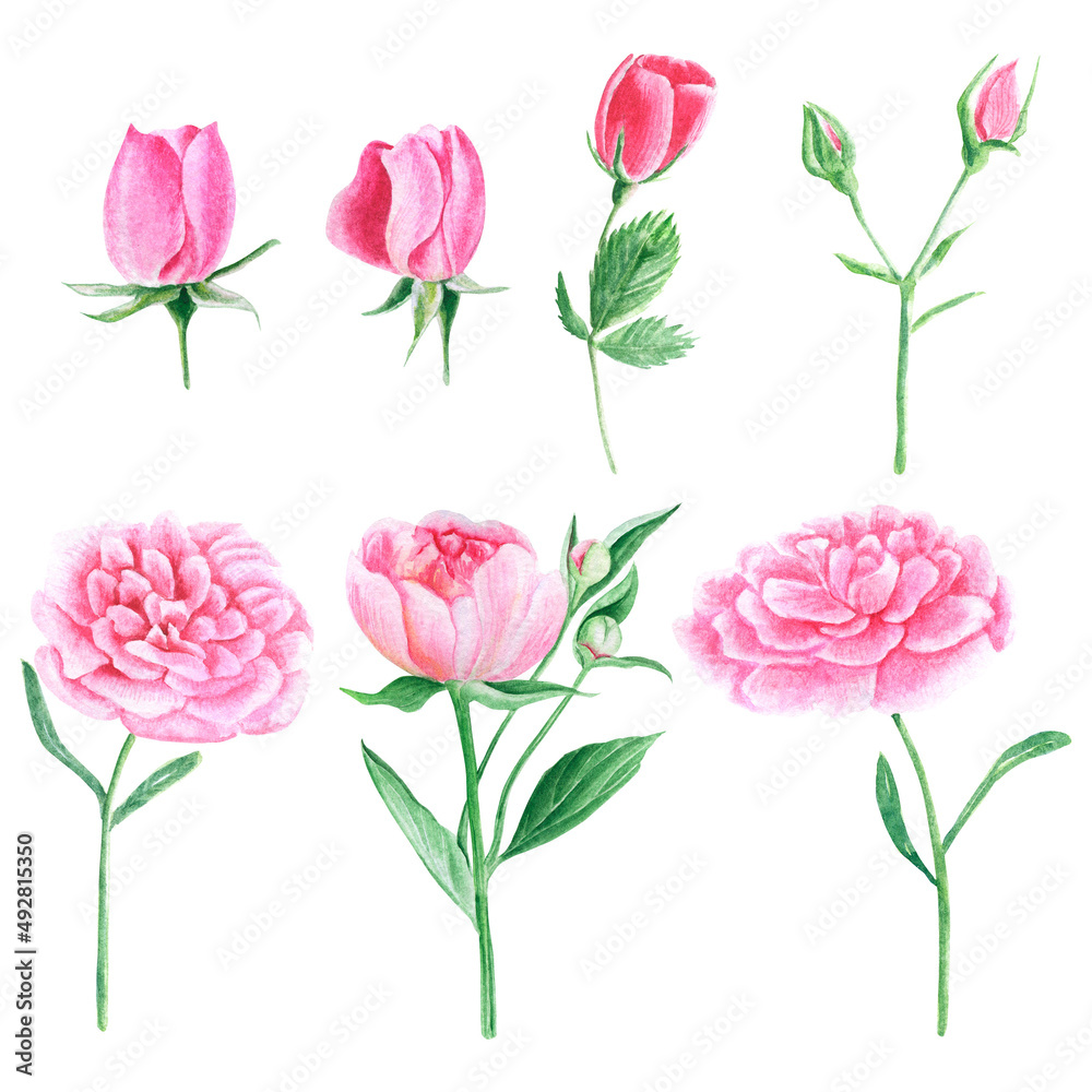 Isolated element set with watercolor peony and rose flowers