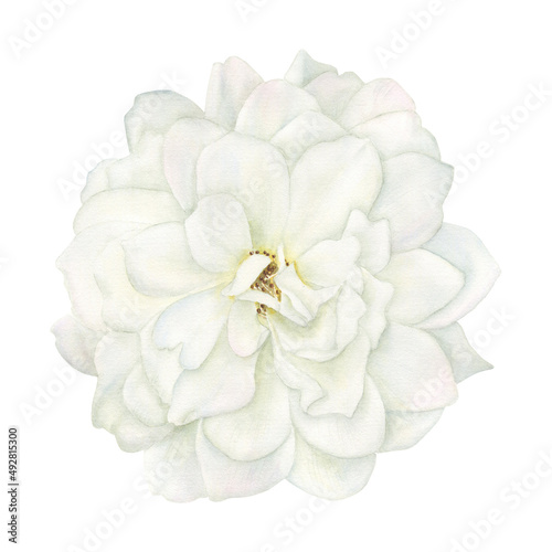 Watercolor illustration with a watercolor wild white rose on a white background © MyLittleMeow