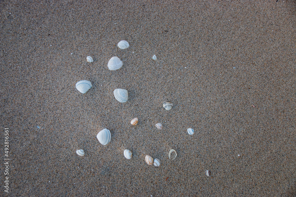 Shells in the sand