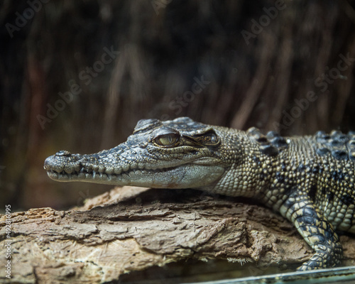 Crocodile On Log 