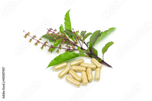 Capsule of Holy basil with branch isolated on white background. Holy basil leaf are useful herbs.