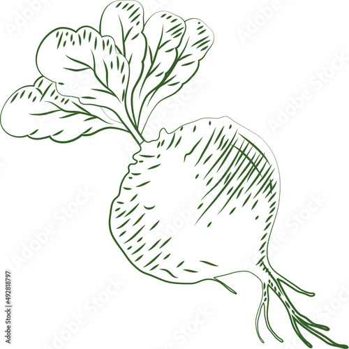 onion fresh vegetable