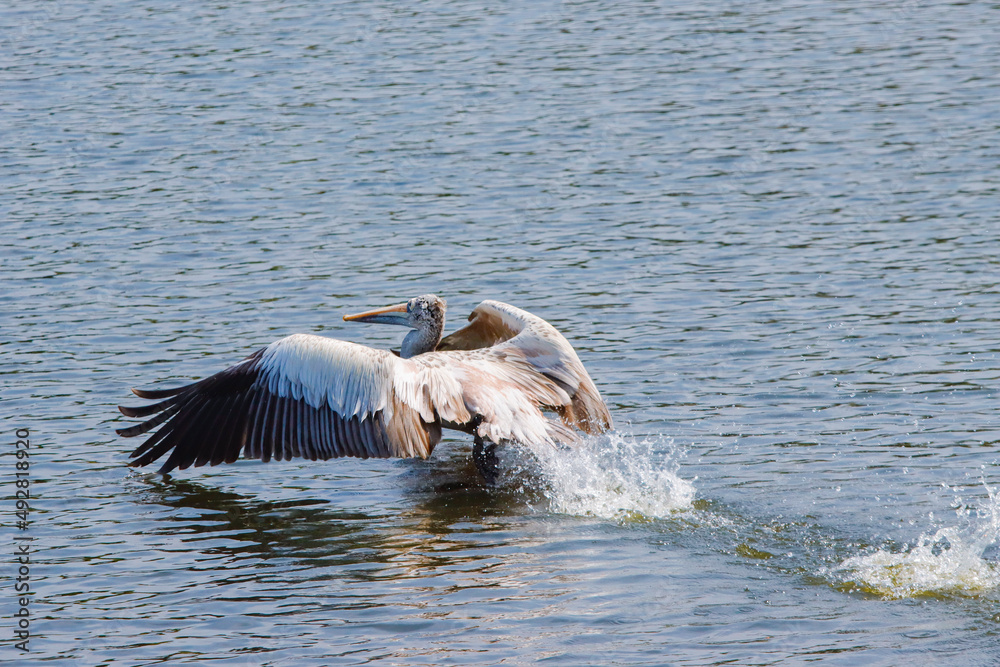 Fototapeta premium A pelican is looking for fish for food.
