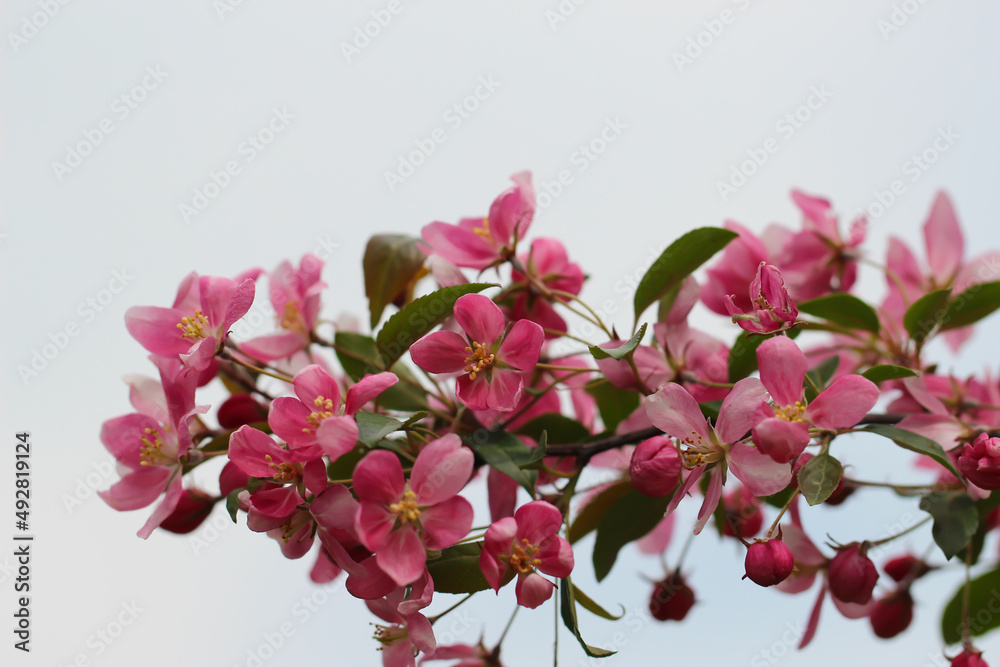 branch of fruit tree flowers and buds with selective focus on a blurry grey background