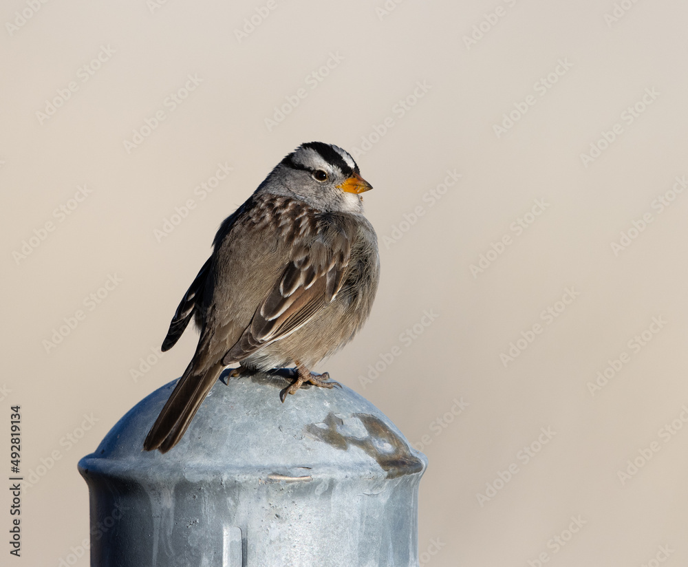 bird on a fence, white-crowned sparrow, sparrow
