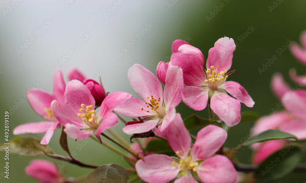 the cherry blossoms are in full bloom on a blurry grey background for banner with copy space for text