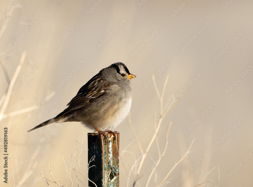 sparrow on a branch
