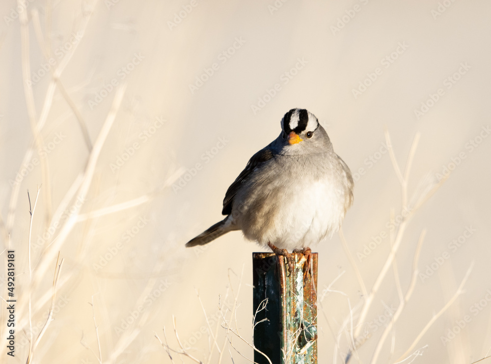 white-crowned sparrow, bird