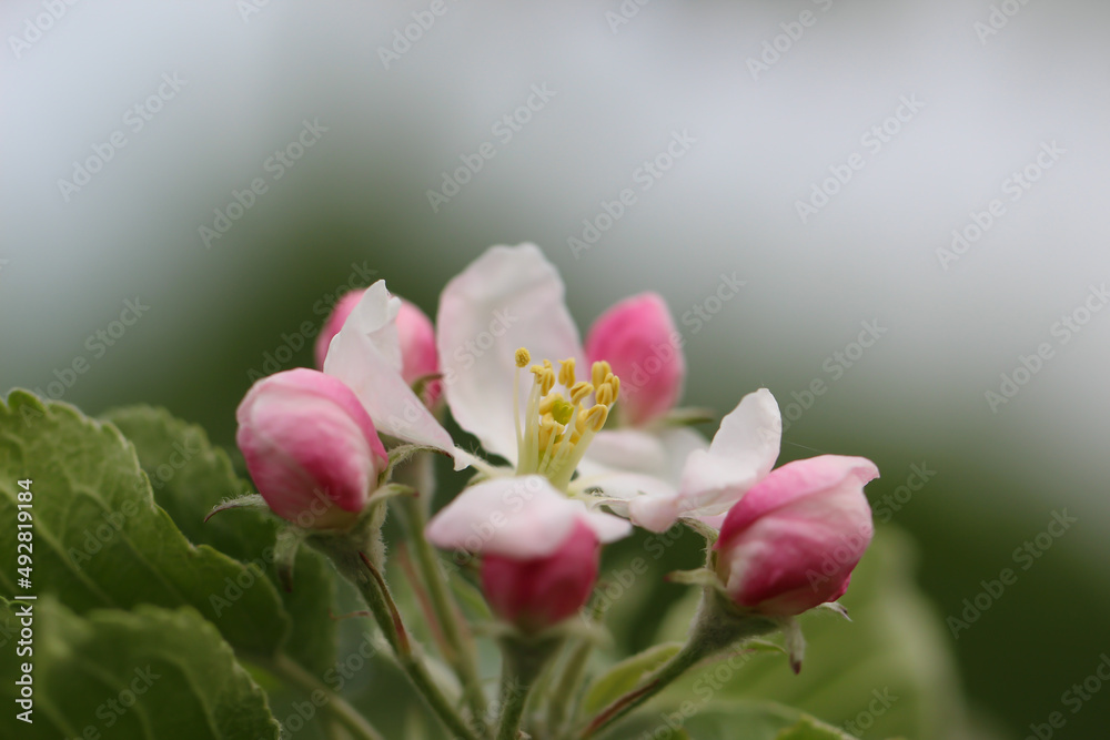 Pink petals and pink buds of a fruit tree blossoms in spring Pink petals and pink buds of a fruit tree blossoms in spring