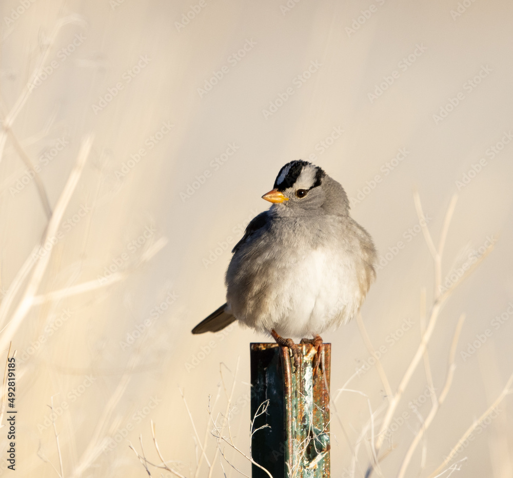 white-crowned sparrow, sparrow