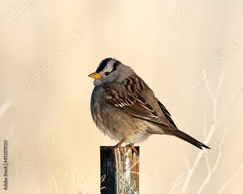 sparrow on a fence, white-crowned sparrow, bird