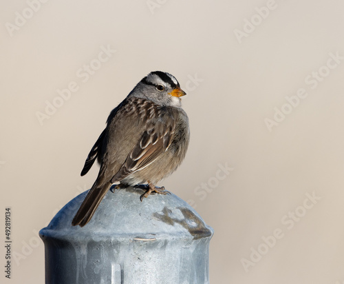Obraz na płótnie bird on a fence, white-crowned sparrow, sparrow w salonie