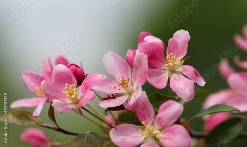 the cherry blossoms are in full bloom on a blurry grey background for banner with copy space for text