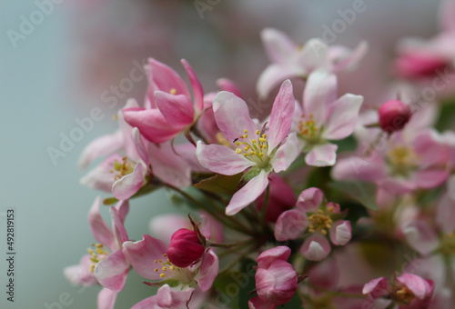 Beautiful nature spring background with a branch of blooming apple flowers  selective focus