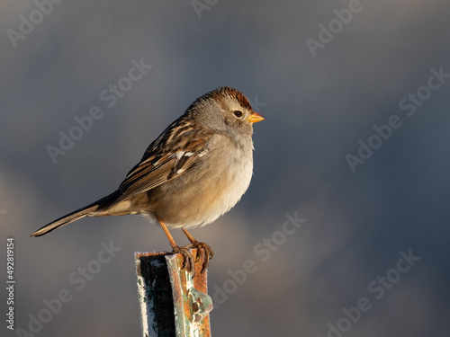 sparrow on a fence, rufous-crowned sparrow
