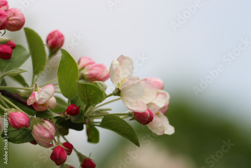 flowering fruit trees. apple flowers
