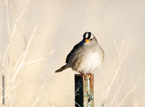 Obraz na płótnie white-crowned sparrow, bird w salonie