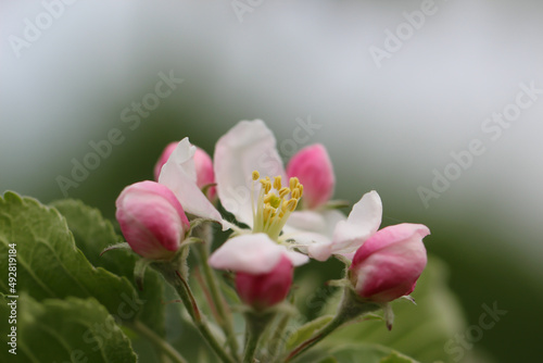 Pink petals and pink buds of a fruit tree blossoms in spring