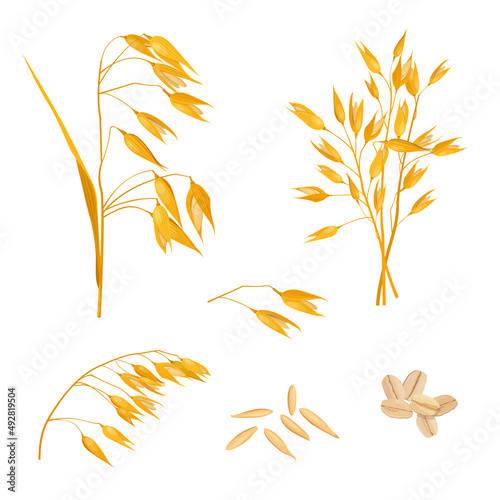 Oat plant. stems, grains and oat flakes on white background. Vector illustratio
