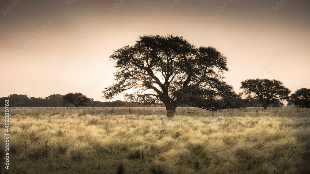 Calden tree in Pampas landscape, La Pampa province,Argentina.