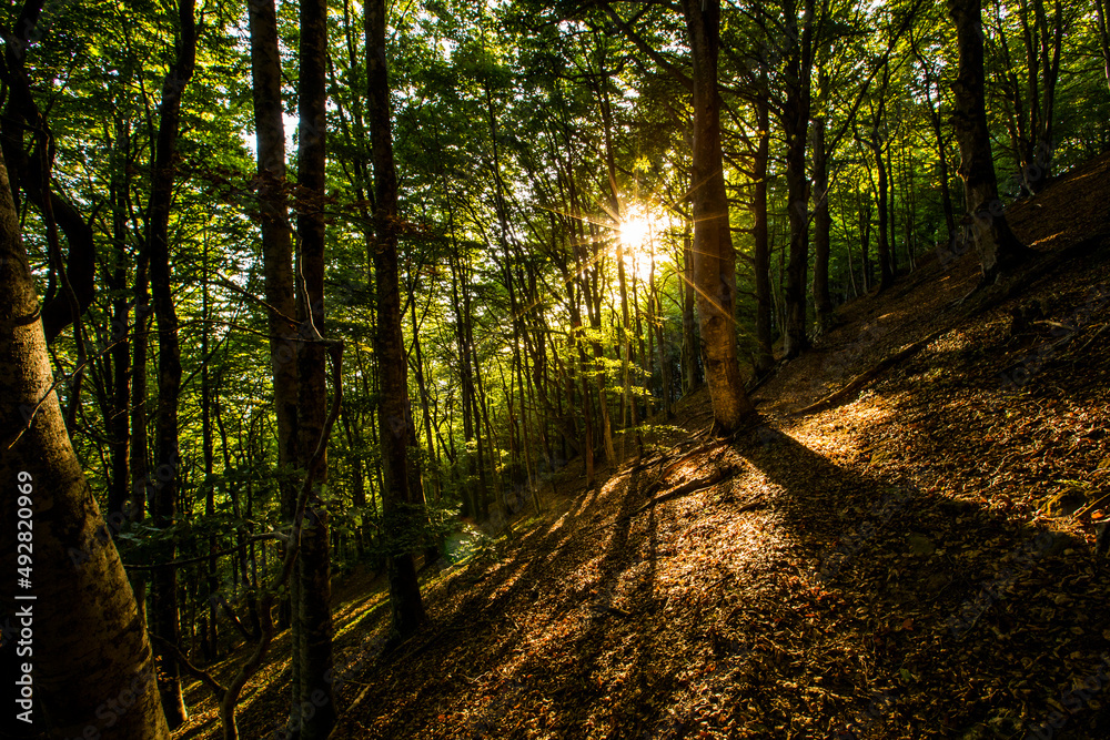 Obraz premium Sunset in Collsacabra forests, La Garrotxa, Girona, Spain