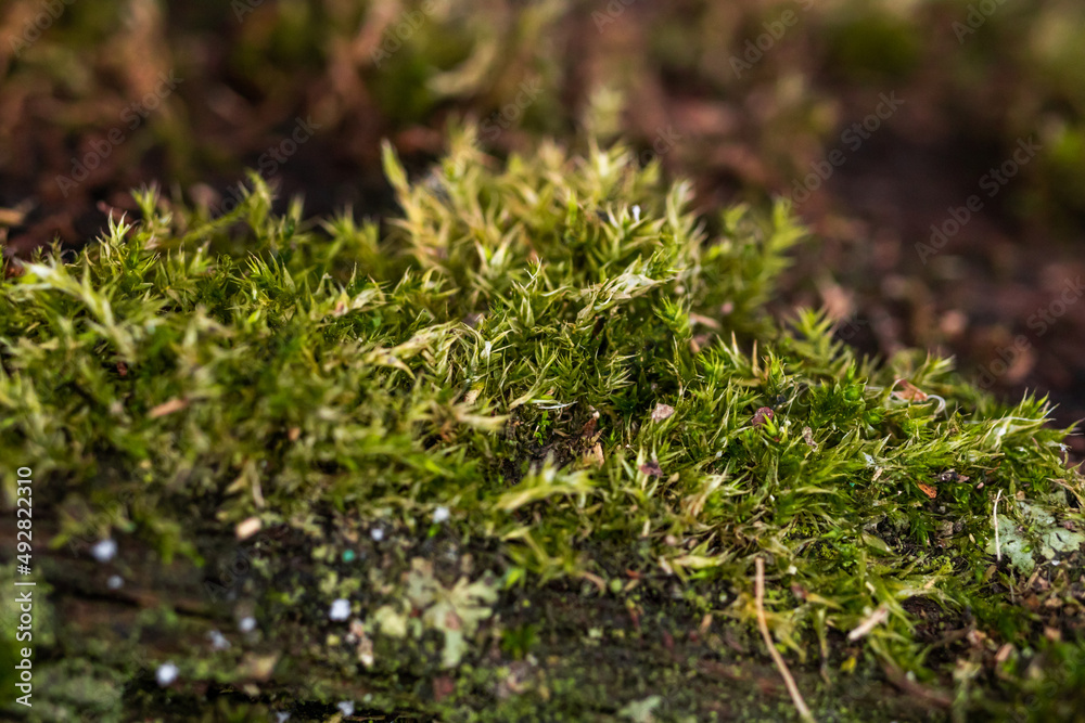 Green moss on the bark of a tree. Forest background. The roots of trees are overgrown with moss in a forest glade Green moss on the bark of a tree. Forest background. The roots of trees are overgrown with moss in a forest glade