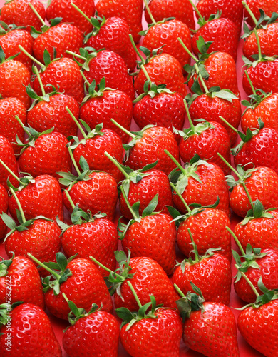 Beautiful freshly picked strawberries, long stem photo