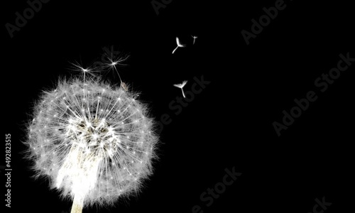 Beautiful dandelion blowing away  dark black background. Freedom to Wish.