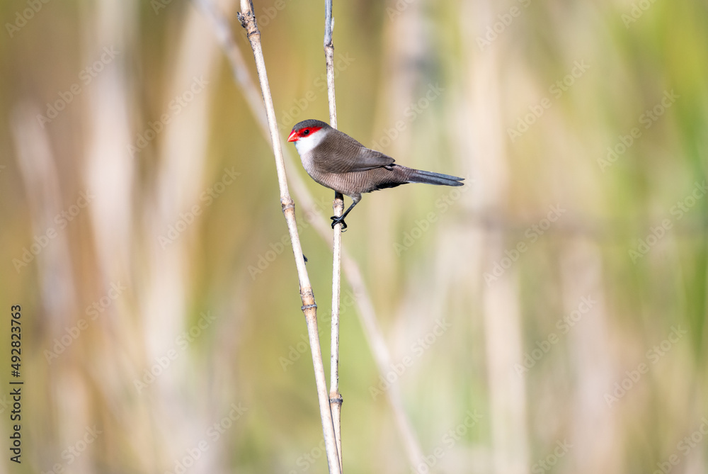Fototapeta premium Common Waxbill bird, Estrilda astrild, perched in reeds in bright sunlight in Trinidad and Tobago.
