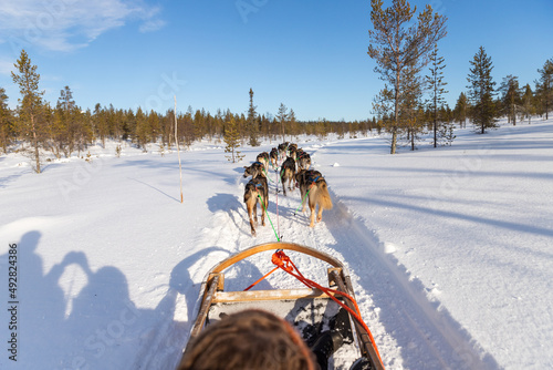 Promenade en chien de traîneau en Laponie finlandaise. 