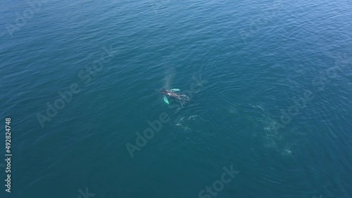 Wallpaper Mural Humpback Whales in the Ocean. Aerial View Torontodigital.ca