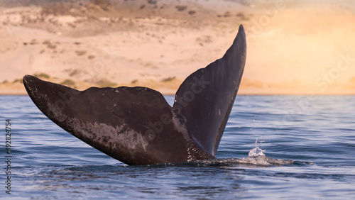Sohutern right whale tail, endangered species, Patagonia,Argentina.