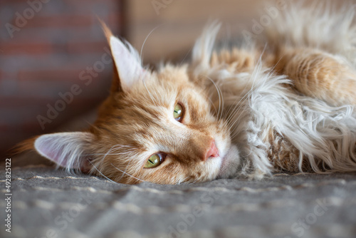 Big red and white Maine Coon cat. Cute gentle cat looks away and lies on the bed.