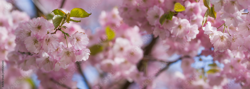 Banner. Cherry blossoms. Spring, nature wallpaper. Sakura in the Japanese garden. Blooming rosebuds on the branches of a tree. Macro photography. Banner. Cherry blossoms. Spring, nature wallpaper. Sakura in the Japanese garden. Blooming rosebuds on the branches of a tree. Macro photography.