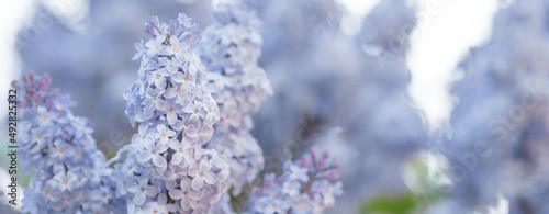 Banner. Delicate purple lilac blooms in the park. Flowers in the sunset. Close-up. Beautiful bokeh in the background. © Юлия Клюева
