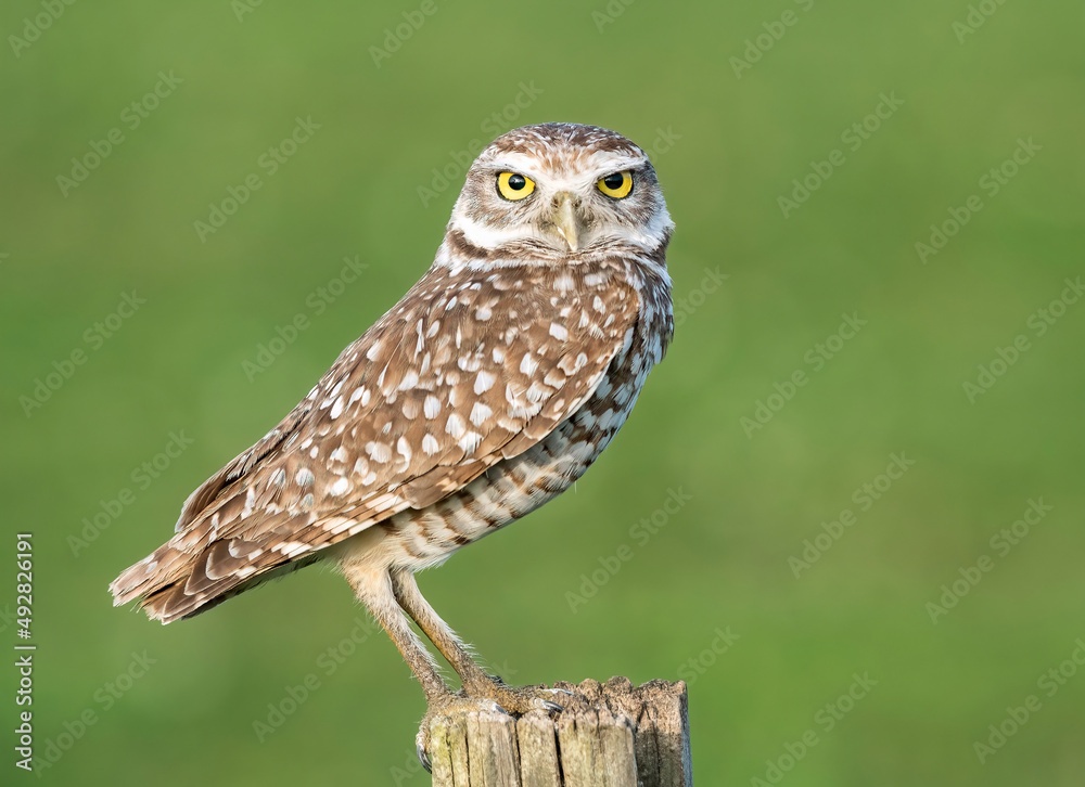 Obraz premium Burrowing Owl