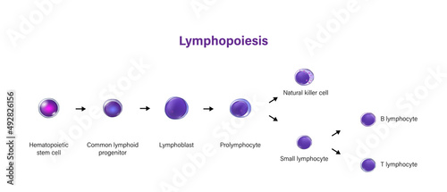 Lymphopoiesis. The development of lymphocyte.