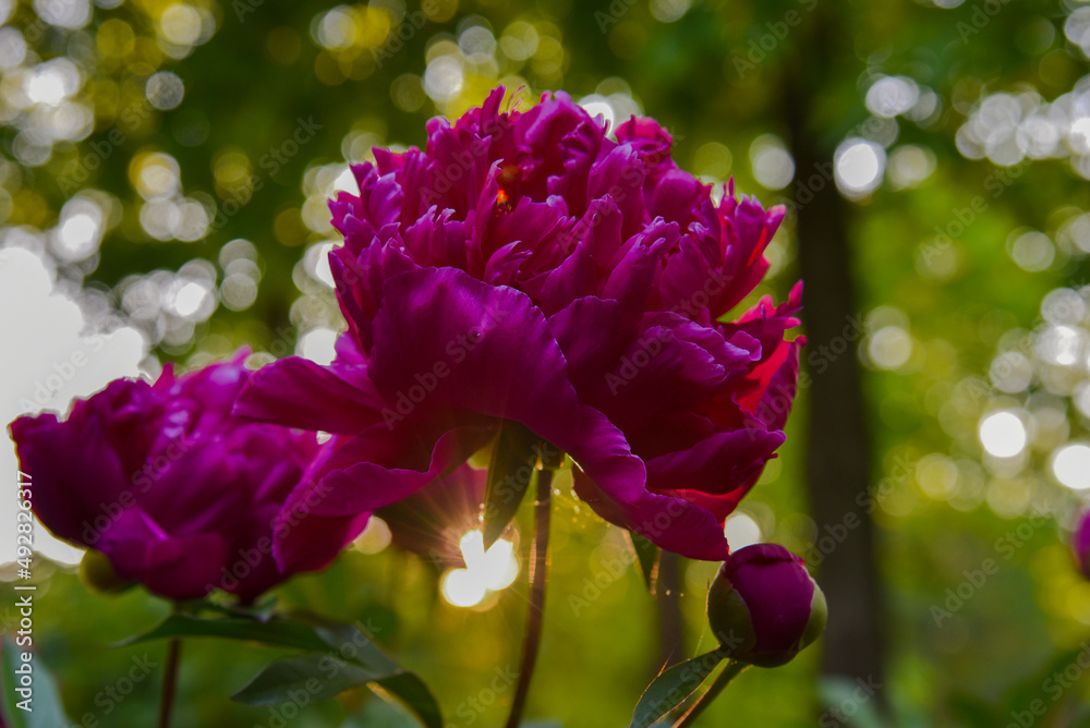 Obraz premium Purple tulips in the garden