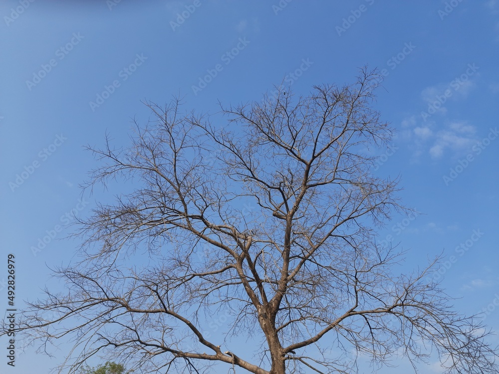 Tree without leaves in blue sky background. Beautiful tree in forest sky background. Tree in Autumn season. Tree without leaves in blue sky background. Beautiful tree in forest sky background. Tree in Autumn season.