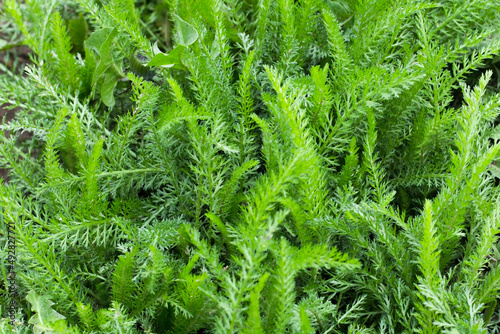 Natural background texture of green grass in Zvečan, Kosovo