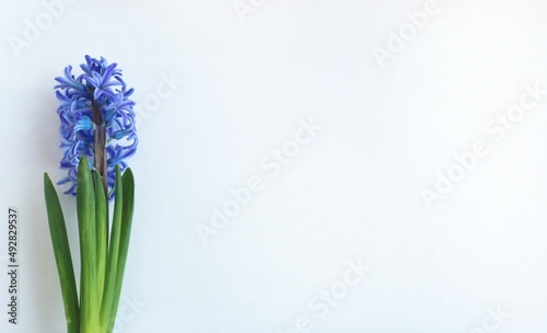 One blue hyacinth isolated on a white background. Spring composition. Background for a greeting card.