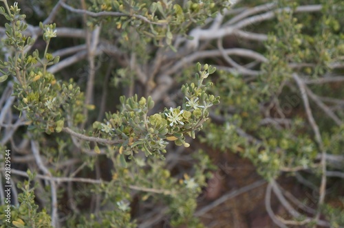 Tiny white flowers on the Nitraria Retusa desert tree © Liz